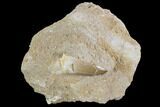 Mosasaur (Prognathodon) Tooth In Rock #96146-1